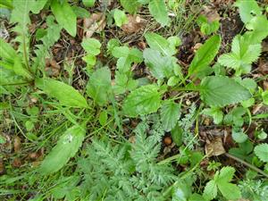 Tephroseris longifolia subsp. moravica sterilné listy