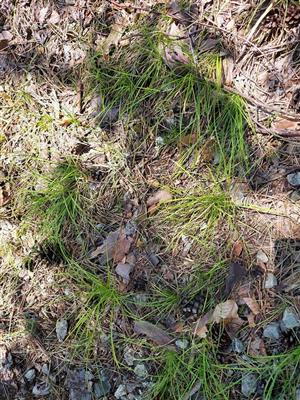 Carex_humilis