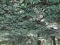Eurosibírske dubové lesy na spraši a piesku (6.6.2021)