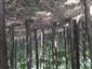 Karpatské a panónske dubovo-hrabové lesy (13.6.2021)