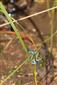 Coenagrion ornatum, párenie.