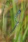 Coenagrion ornatum, pár pri kladení.
