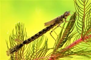 Erythromma najas, larva - samička.