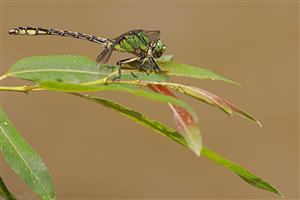 Ophiogomphus cecilia - samček.