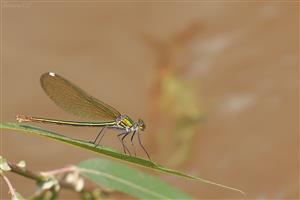 Calopteryx splendens - samica