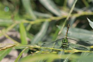 Ophiogomphus cecilia - samec