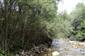 Porast so Salix elaeagnos na brehu Studeného potoka.
