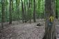 Karpatské a panónske dubovo-hrabové lesy (29.5.2021)
