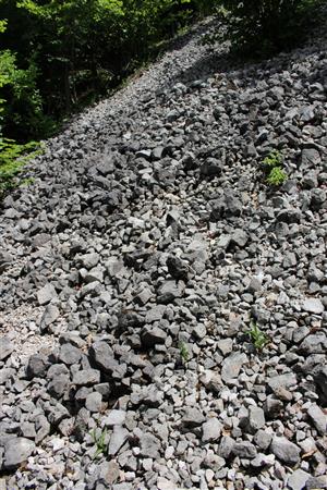 Záber na monitorovaný biotop. 