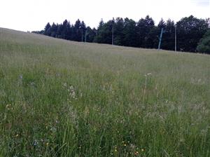 Pohľad na lokalitu, spodná časť