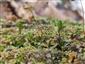 Buxbaumia viridis