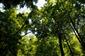 Lipovo-javorové sutinové lesy (7.8.2021)