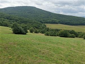 Pohľado do JV okraja (v strednej časti sú zachytené aj ovce, ktoré polygón sčasti spásajú)