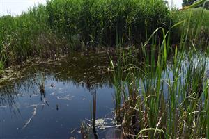 Pohľad na TML; otvorená vodná hladina je lemovaná typickými močiarnymi druhmi ako napr. Phragmites australis alebo Glyceria maxima