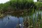 Pohľad na TML; otvorená vodná hladina je lemovaná typickými močiarnymi druhmi ako napr. Phragmites australis alebo Glyceria maxima