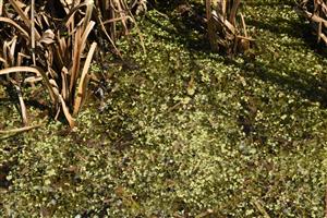 Pohľad na porasty zväzu Lemnion minoris s druhmi Lemna minor, L. trisulca, Utricularia australis a Spirodela polyrhiza