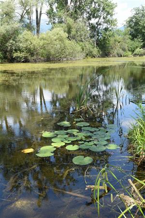 Nolčovo, celkový pohľad na lokalitu s dominantným výskytom Myriophyllum verticillatum; taxóny rodu Nymphaea boli na lokalitu pravdepodobne vysadené rybármi