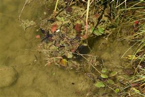 Na okrajoch štrkoviska sa ojedinele vyskytujú druhy ako Myriophyllum spicatum a Potamogeton natans