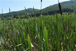 Hajnáčka, pohľad na dominantné porasty v rámci TML, Typhetum latifoliae