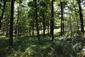 Karpatské a panónske dubovo-hrabové lesy (13.6.2021)