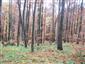 Bukové a jedľové kvetnaté lesy (17.10.2013)