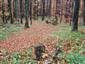Bukové a jedľové kvetnaté lesy (17.10.2013)