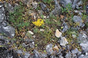 Záber na monitorovaný biotop. 