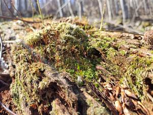 Buxbaumia viridis