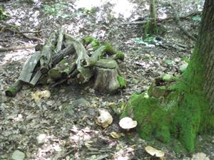 odstraňovanie podrastu