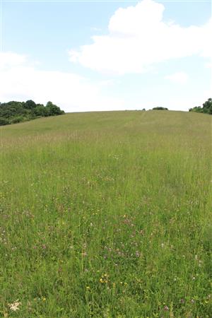 Záber na monitorovaný biotop. 