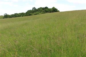 Záber na monitorovaný biotop. 