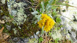 Senecio incanus ssp. carniolicus