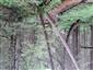 Brezové, borovicové a smrekové lesy na rašeliniskách (18.7.2021)
