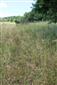 Suchomilné travinnobylinné a krovinové porasty na vápnitom podloží (*dôležité stanovištia Orchideaceae) (10.7.2021)