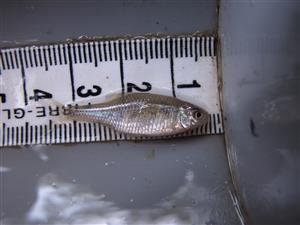 Rhodeus sericeus