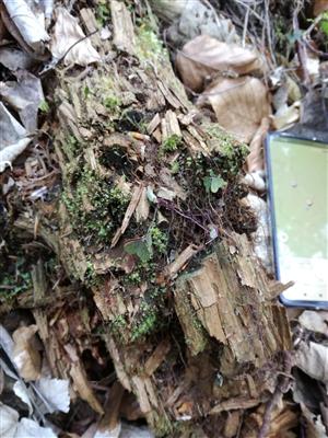 TMP 047_2 výskyt 1 ks Buxbaumia viridis