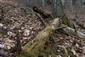 TMP 047_4 na 7 ks Buxbaumia viridis