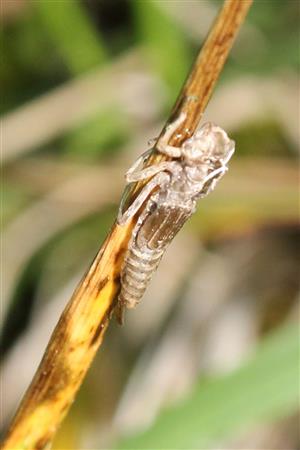 exúvium C. ornatum
