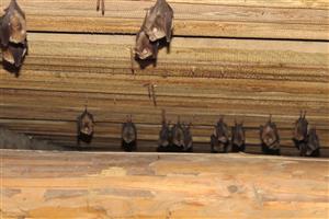Rhinolophus hipposideros