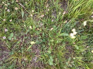 Detail prechodného porastu Tr1c a Tr5 s Brachypodium pinnatum, Anthyllis vulneraria, Tithymalus cyparissias, Thymus pannonicus, Sanguisorba minor, Carex humilis