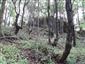 Javorovo-bukové horské lesy (3.7.2021)