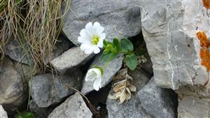 Cerastium carinthiacum