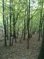 Karpatské a panónske dubovo-hrabové lesy (7.10.2014)