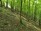 Karpatské a panónske dubovo-hrabové lesy (27.6.2021)