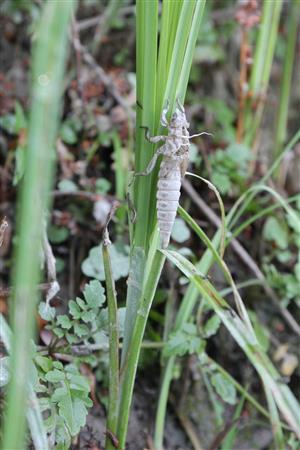 exúvium G. flavipes