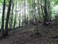 Javorovo-bukové horské lesy (6.6.2021)