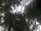 Lipovo-javorové sutinové lesy (28.8.2021)