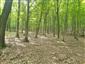 Karpatské a panónske dubovo-hrabové lesy (10.7.2021)