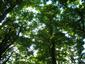 Lipovo-javorové sutinové lesy (19.6.2021)