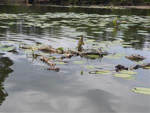Podzemky Nuphar lutea plávajúce na hladine vyrýpané nutriou riečnou.